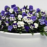 Виола рогатая (Viola cornuta)