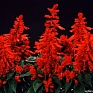 Сальвия блестящая (Salvia splendens)