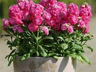 Левкой седой (Hot Cakes)