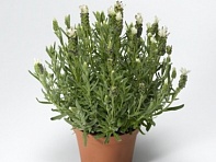 Лаванда стэхадская (Castilliano 2.0)