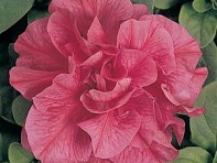 Петуния многоцветковая махровая (Duo F1)