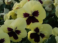 Виола Виттрока