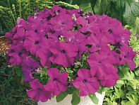Петуния крупноцветковая (Ultra F1)