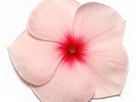 Катарантус розовый (Pacifica XP)