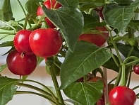 Перец летний (Hot Tomato)