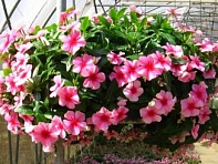 Катарантус розовый ампельный (Mediterranean XP)