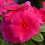Катарантус розовый ампельный (Vinca rosea)