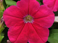 Петуния крупноцветковая (генетически компактная)