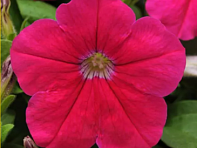 Петуния крупноцветковая (генетически компактная) (Ez Rider F1)