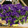 Петуния ампельная гибридная (Petunia x hybrida)