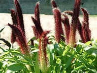 Перистощетинник сизый (Jade Princess)