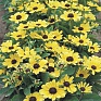 Рудбекия волосистая (Rudbeckia hirta)