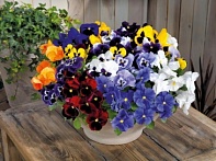 Виола виттрока