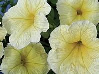 Петуния многоцветковая (Чехия) (Berenika F1)