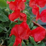 Горошек душистый (Lathyrus odoratus)