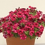 Петуния ампельная гибридная (Petunia x hybrida)