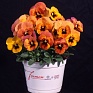 Виола гибридная (Viola wittrockiana x cornuta)