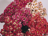 Схизантус визетонский (Angel Wings)