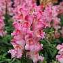 Львиный зев (Антирринум) большой (Antirrhinum majus)