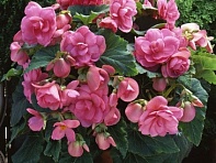 Бегония клубневая махровая (AmeriHybrid F1)