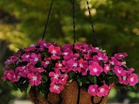 Катарантус розовый ампельный (Mediterranean XP)