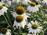 Эхинацея пурупурная (WHITE SWAN)