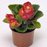 Бегония вечноцветущая (зеленая листва) (Begonia semperflorens)