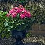 Герань (пеларгония садовая) (Pelargonium x hortorum)