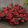 Бегония гибридная (бронзовая листва) (Begonia hybrida)