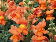 Львиный зев (Антирринум) большой (Liberty Classic F1)