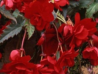 Бегония клубневая махровая ампельная (Sun Dancer F1)