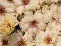 Портулак крупноцветковый (Stopwatch F1)