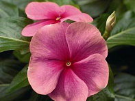 Катарантус розовый (SunStorm F1)