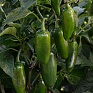 Перец летний (Capsicum annuum)