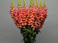 Львиный зев (Антирринум) большой (Maryland F1)