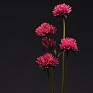 Гомфрена красивая (Gomphrena pulchella)