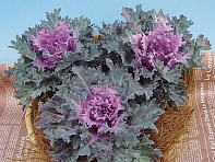 Декоративная капуста (Thunderbolt F1)