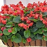Бегония вечноцветущая махровая (зеленая листва) (Begonia semperflorens)