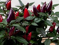 Перец летний (Acapulco)