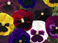 Виола Виттрока