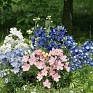 Дельфиниум крупноцветковый (Delphinium grandiflorum)