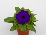 Петуния многоцветковая (генетически компактная) (Espresso F1)