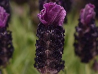 Лаванда стэхадская (Bandera)