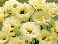 Лизиантус (Эустома) крупноцветковый (Corelli F1)