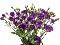 Лизиантус (Эустома) крупноцветковый (Minilisi F1)