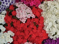 Флокс Друммонда (Ethnie)