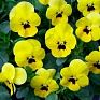 Виола рогатая (Viola cornuta)