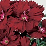 Гвоздика китайская (Dianthus chinensis)