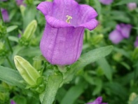 Колокольчик средний (Award F1)