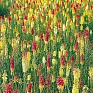 Книфофия ягодная (Kniphofia uvaria)